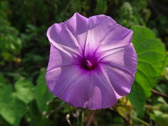Ipomoea trifida, photograph (c) Alexis López Hernández, some rights reserved (CC BY)
