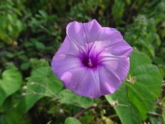 Ipomoea trifida, photograph (c) Alexis López Hernández, some rights reserved (CC BY)