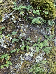 author not stated, no rights reserved Polypodium sibiricum, photograph author not stated, no rights reserved