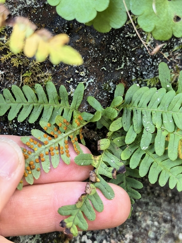 Polypodium sibiricum, photograph 4