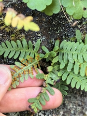 author not stated, no rights reserved Polypodium sibiricum, photograph author not stated, no rights reserved