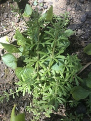 Galium aparine