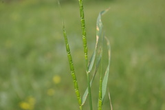 Aegilops tauschii