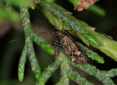 Phytocoris setiger