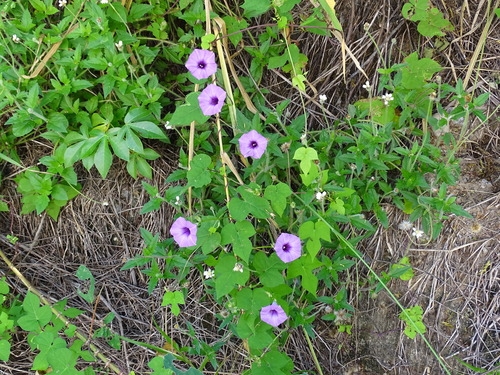Ipomoea trifida