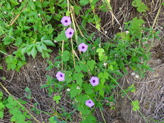 Ipomoea trifida