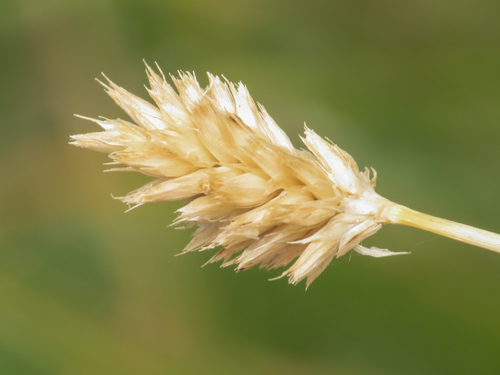 Sesleria nitida, photograph 4