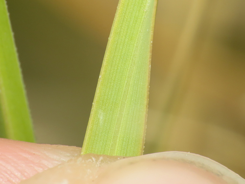 Sesleria nitida, photograph 3