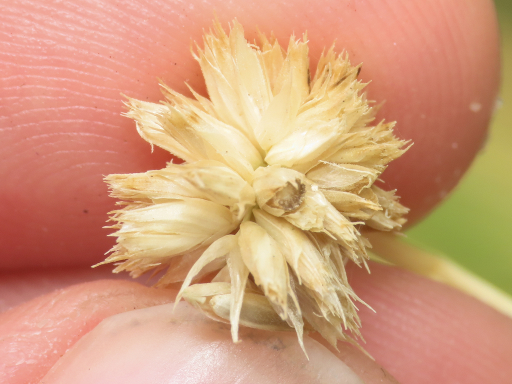 Sesleria nitida; photograph (c) Emanuele Santarelli, some rights reserved (CC BY-SA)