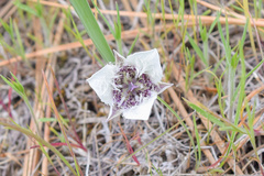 Calochortus elegans
