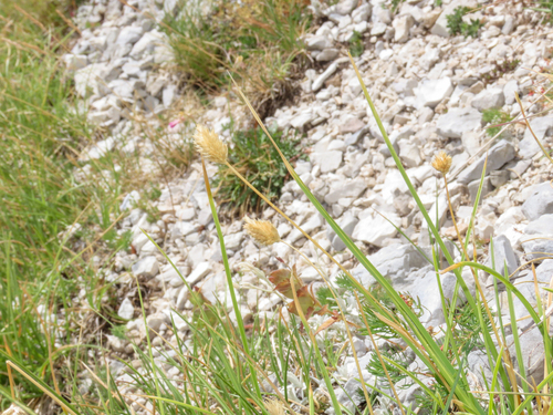 Sesleria nitida, photograph 2