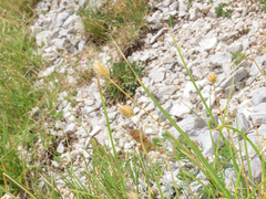 (c) Emanuele Santarelli, some rights reserved (CC BY-SA) Sesleria nitida, photograph (c) Emanuele Santarelli, some rights reserved (CC BY-SA)