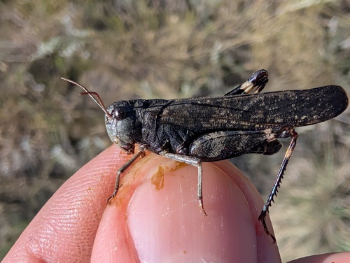Red-winged Grasshopper