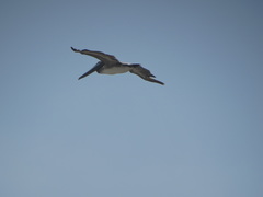 Pelecanus occidentalis