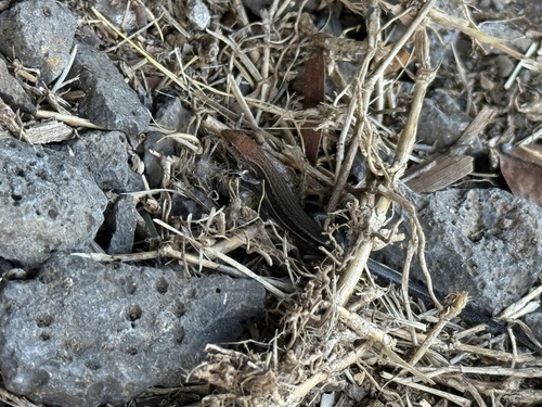 Lampropholis delicata observed 2026-09-03