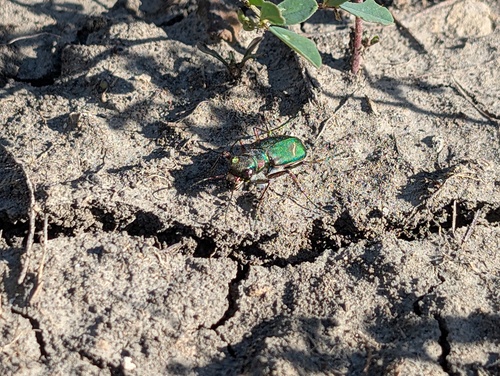 Purple Tiger Beetle