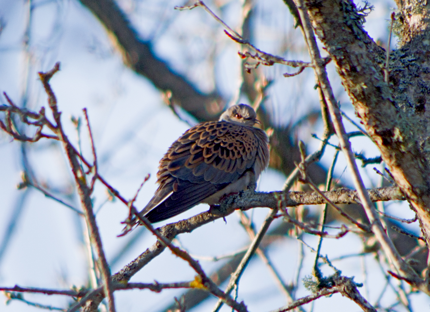 European Turtle Dove