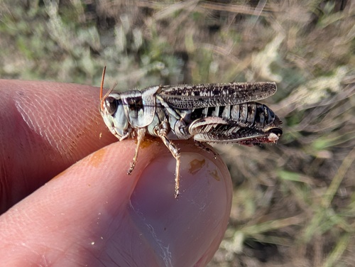 Gladston's Spur-throat Grasshopper