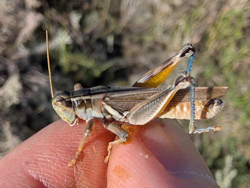 Packard's Grasshopper