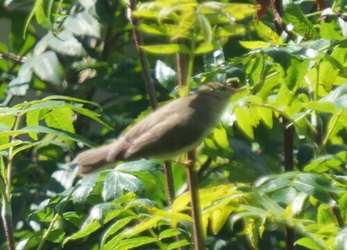 Willow Warbler