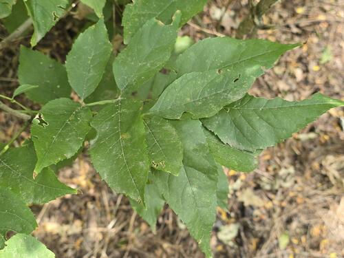 green ash