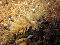 Phyllodesmium crypticum