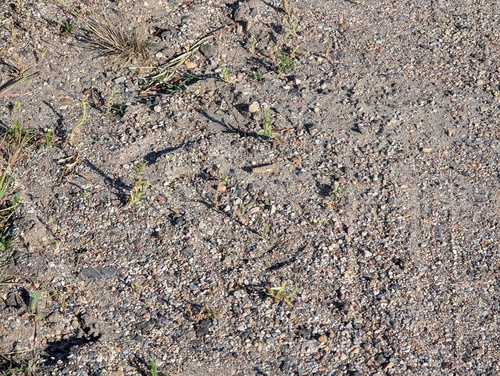 Carolina Grasshopper