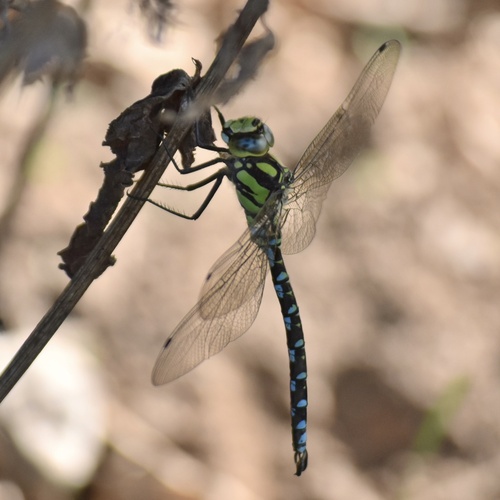 Southern Hawker