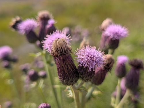 creeping thistle