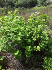 Ribes sanguineum glutinosum