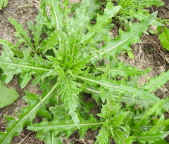 Cirsium arvense arvense