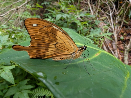 Papilio humbloti