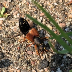 Staphylinus dimidiaticornis