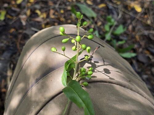 Common Privet