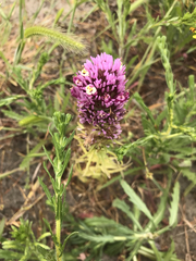 Castilleja densiflora gracilis