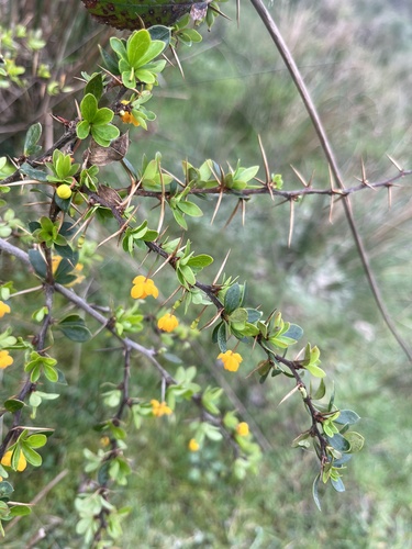 Berberis microphylla, photograph 3