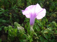 Ipomoea trifida, photograph (c) Alexis López Hernández, some rights reserved (CC BY)