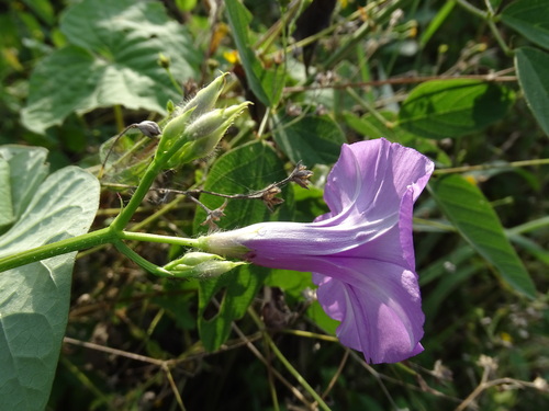 Ipomoea trifida, photograph 4