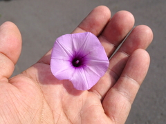 Ipomoea trifida, photograph (c) Alexis López Hernández, some rights reserved (CC BY)