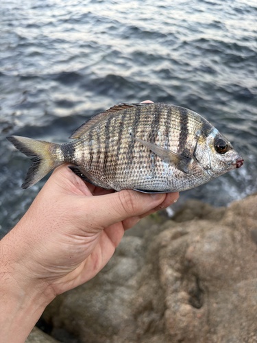 Sharpsnout Seabream, Mediterranean Sea, Tossa de Mar, Girona, ES, photo 9 of 10