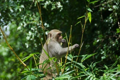 Macaca mulatta