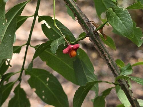 Spindle