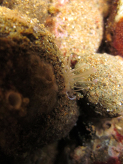 Phyllodesmium opalescens