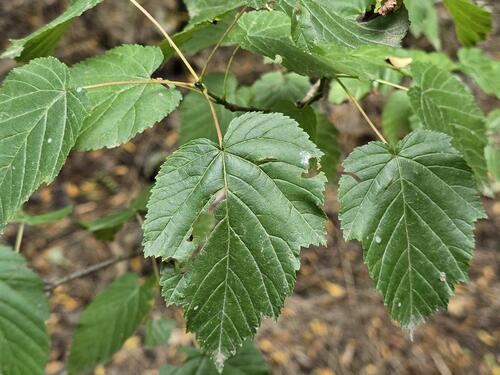 Tatarian Maple