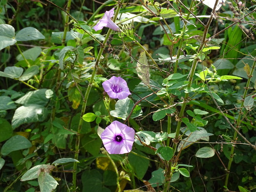 Ipomoea trifida, photograph 1