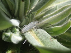 Phytoecia caerulescens