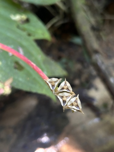 Monolena primuliflora, photograph 1