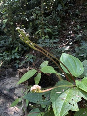 Monolena primuliflora, photograph (c) Thomaz de Carvalho Callado, some rights reserved (CC BY)