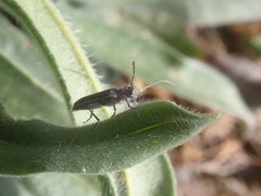 Phytoecia caerulescens