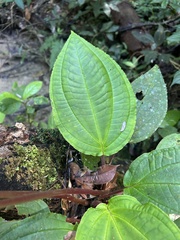 Monolena primuliflora, photograph (c) Thomaz de Carvalho Callado, some rights reserved (CC BY)